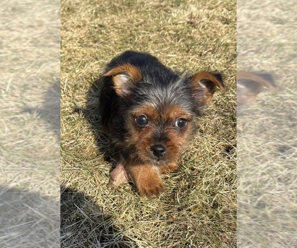Medium Photo #7 Yorkshire Terrier Puppy For Sale in FAIR HAVEN, MI, USA