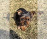 Small #6 Yorkshire Terrier