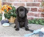 Topaz - Male Labrador Retriever Puppy for Sale - Photo #3