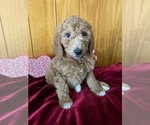 Small Photo #2 Goldendoodle Puppy For Sale in WARSAW, NY, USA