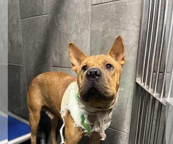 Medium Photo #8 Chinese Shar-Pei-Unknown Mix Puppy For Sale in New York, NY, USA