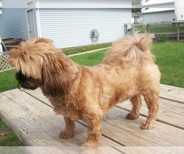 Medium Photo #1 Shih Tzu Puppy For Sale in S ZANESVILLE, OH, USA