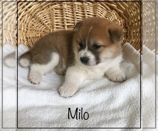 Medium Photo #1 Shiba Inu Puppy For Sale in FULTON, MO, USA