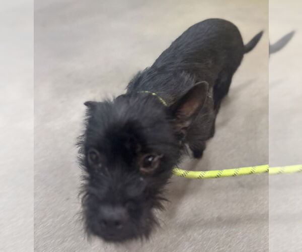 Medium Photo #3 Dachshund-Unknown Mix Puppy For Sale in Greenbelt, MD, USA