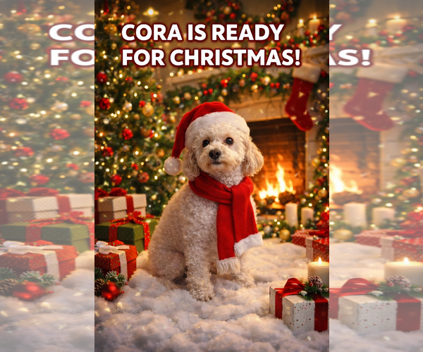 Medium Photo #4 Poodle (Miniature)-Unknown Mix Puppy For Sale in Spring, TX, USA