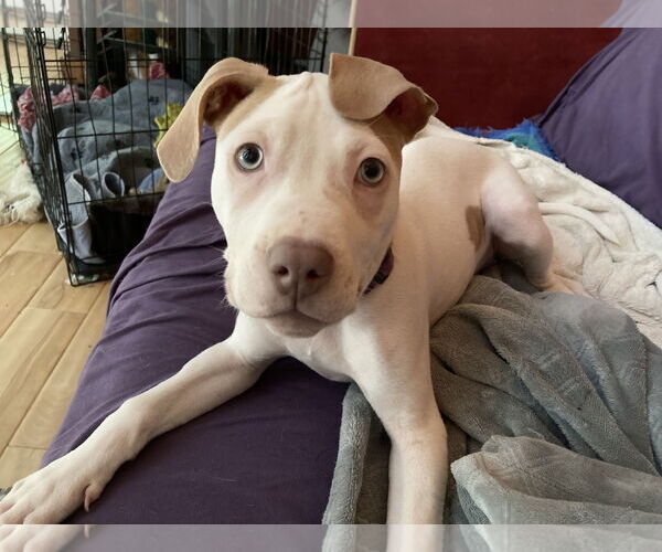 Medium Photo #2 American Pit Bull Terrier-Unknown Mix Puppy For Sale in Cary, NC, USA