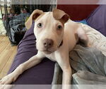 Small #1 American Pit Bull Terrier Mix