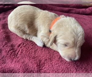 Labradoodle Puppy for Sale in WILLIAMSTOWN, Kentucky USA