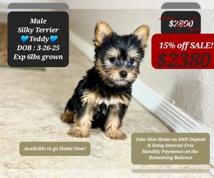 Silky Terrier Puppy for sale in TUCSON, AZ, USA
