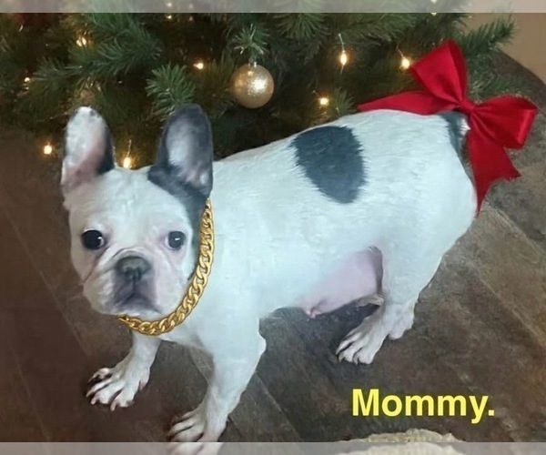 Medium Photo #1 French Bulldog Puppy For Sale in FORT PLAIN, NY, USA