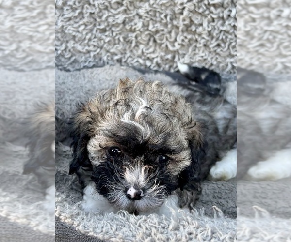 Medium Photo #51 Zuchon Puppy For Sale in RENO, NV, USA