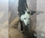 Small #5 Border Collie Mix
