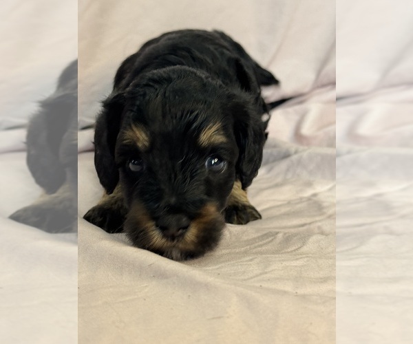 Medium Photo #8 Bernedoodle (Miniature) Puppy For Sale in LONGMONT, CO, USA