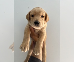 Labrador Retriever Puppy for sale in UNION CITY, CA, USA