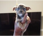 Small Photo #11 Chorkie-Yorkshire Terrier Mix Puppy For Sale in PHILADELPHIA, PA, USA