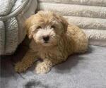 Small Schnoodle (Standard)