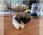 Puppy Harley Pekingese