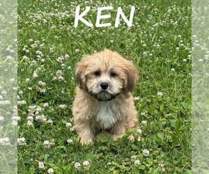 Shih-Poo Puppy for sale in HARTLAND, MN, USA