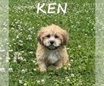Small Shih-Poo