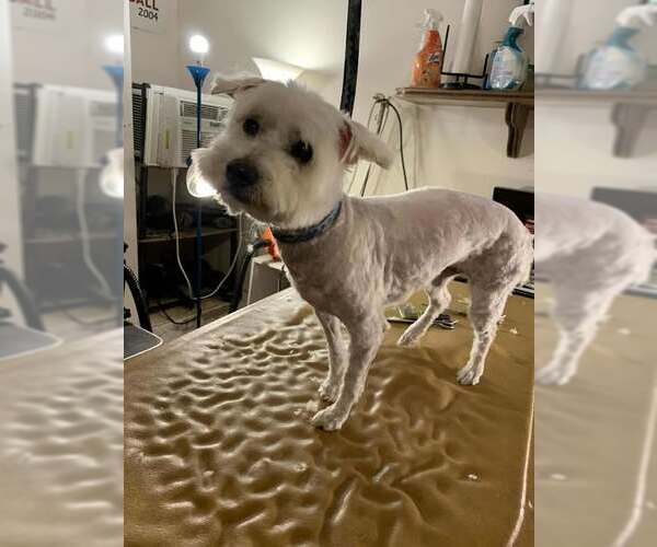 Medium Photo #13 Maltese-Unknown Mix Puppy For Sale in Princeton, MN, USA