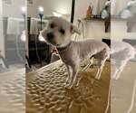 Small #12 Maltese Mix