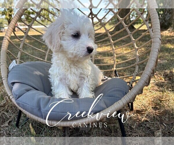 Medium Photo #2 Havachon Puppy For Sale in NIANGUA, MO, USA