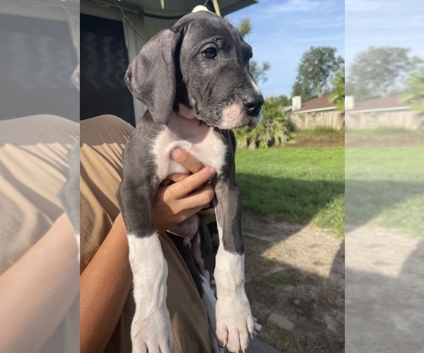 Medium Photo #11 Great Dane Puppy For Sale in PENSACOLA, FL, USA
