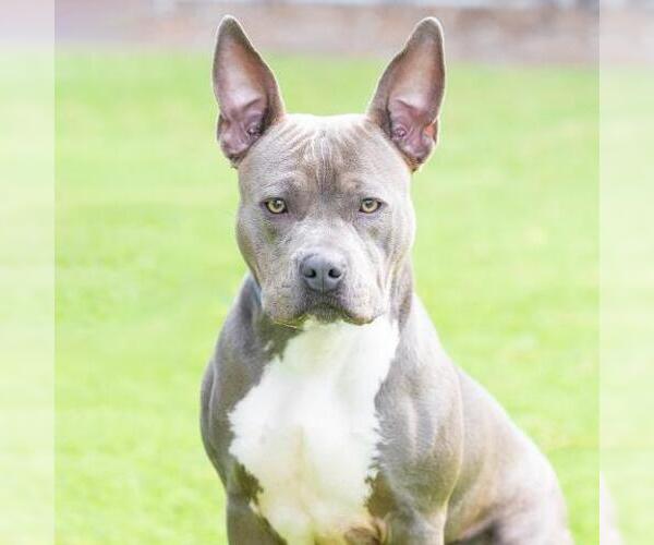 Medium Photo #1 Mutt Puppy For Sale in Camarillo, CA, USA