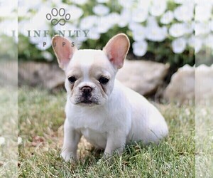French Bulldog Puppy for sale in RONKS, PA, USA