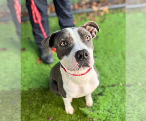 American Pit Bull Terrier-Unknown Mix Dogs for adoption in Rowlett, TX, USA