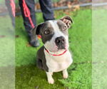 Small American Pit Bull Terrier Mix