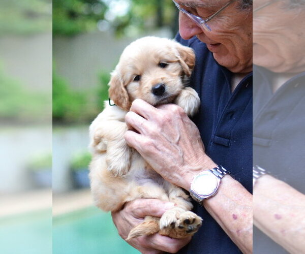 Medium Photo #4 Golden Retriever Puppy For Sale in Germanton, TN, USA