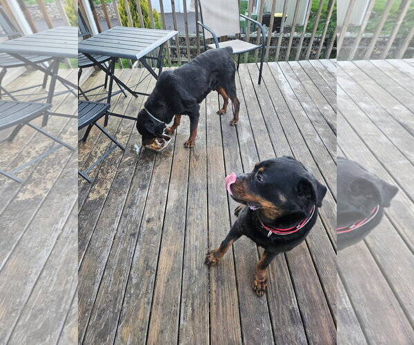 Medium Photo #2 Rottweiler Puppy For Sale in Hillsboro, NH, USA