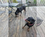 Small #1 Rottweiler