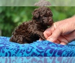Small #3 Poodle (Toy)