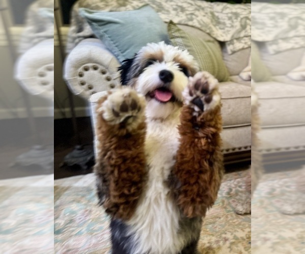 Medium Photo #2 Bernedoodle (Miniature) Puppy For Sale in SONOMA, CA, USA