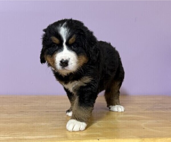 Medium Photo #2 Bernese Mountain Dog Puppy For Sale in WITHEE, WI, USA