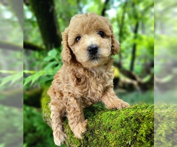 Medium Photo #2 Bichpoo-Poochon Mix Puppy For Sale in AUBURN, ME, USA