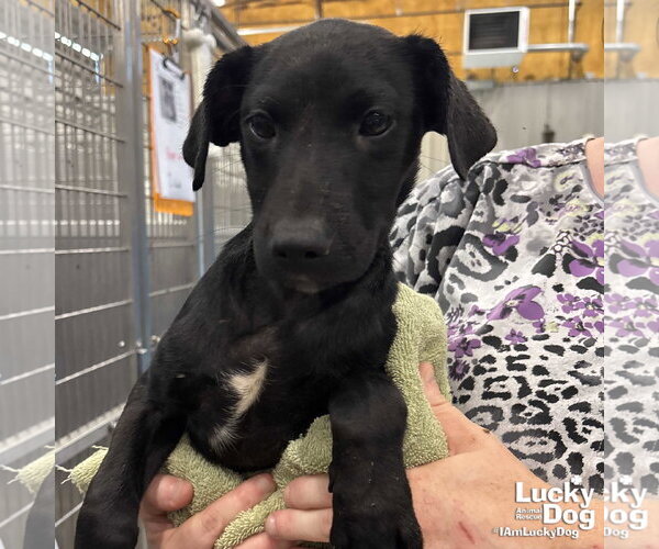 Medium Photo #3 Retriever -Unknown Mix Puppy For Sale in Washington, DC, USA