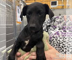Small #2 Retriever  Mix