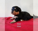 Puppy Bear Pembroke Welsh Corgi-Poodle (Toy) Mix