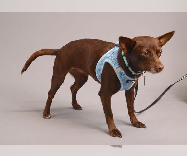 Medium Photo #2 Chihuahua-Unknown Mix Puppy For Sale in Princeton, MN, USA