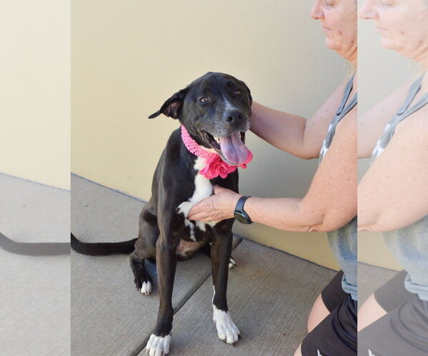 Medium Photo #3 Labrador Retriever-Unknown Mix Puppy For Sale in McKinney, TX, USA