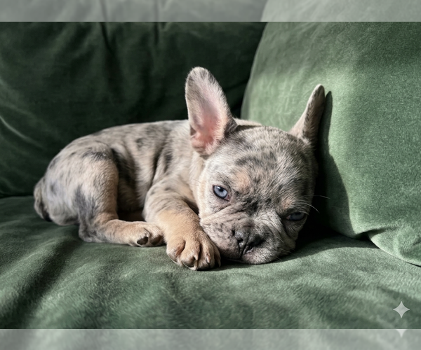 Medium Photo #1 French Bulldog Puppy For Sale in RENTON, WA, USA