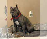 Small Photo #1 American Bully Puppy For Sale in FORT SMITH, AR, USA
