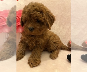 Cavapoo Puppy for sale in NEW YORK, NY, USA