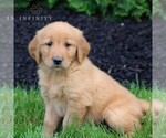 Small #4 Golden Retriever