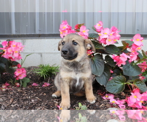 Norwegian Elkhound-Unknown Mix Puppy for sale in SHILOH, OH, USA