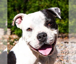 Bulldog Dogs for adoption in Albuquerque, NM, USA