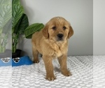 Small #1 Golden Retriever